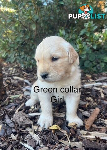 Golden Retriever Puppies with Pedigree Papers