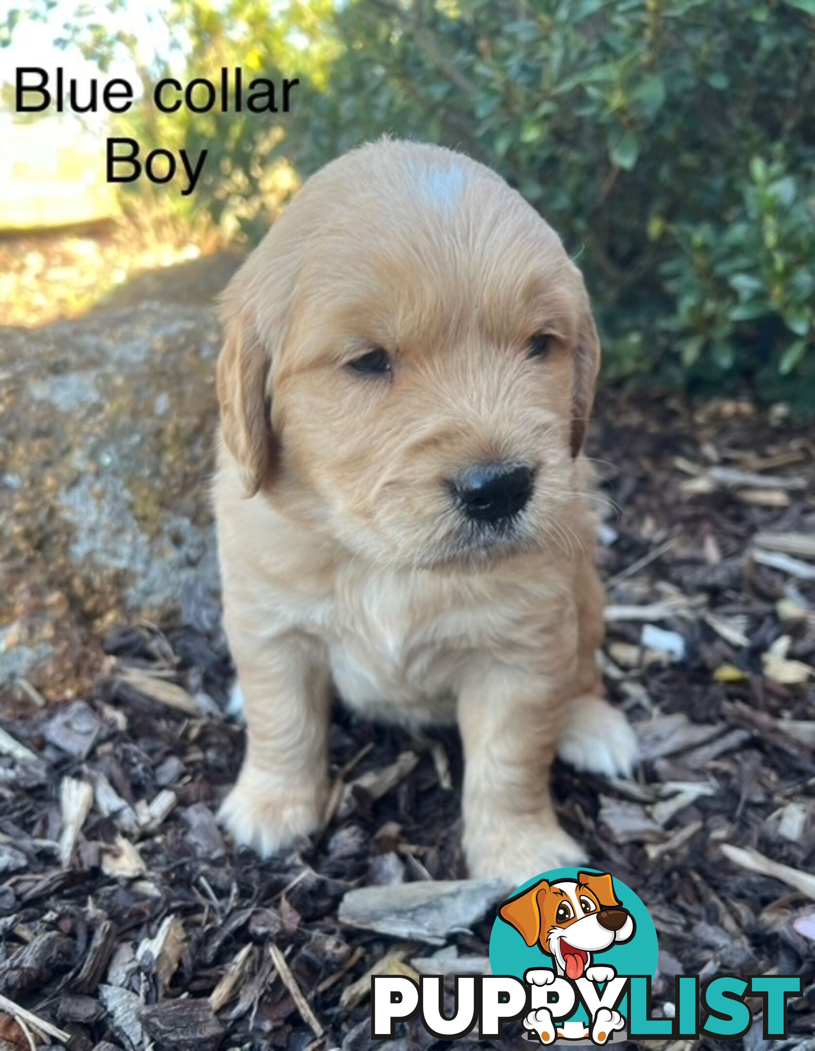 Golden Retriever Puppies with Pedigree Papers