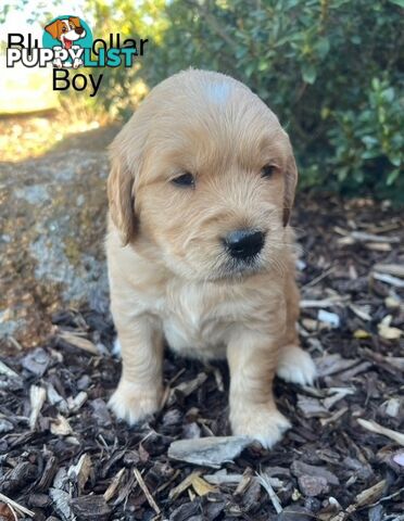 Golden Retriever Puppies with Pedigree Papers