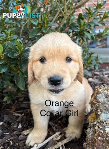 Golden Retriever Puppies with Pedigree Papers