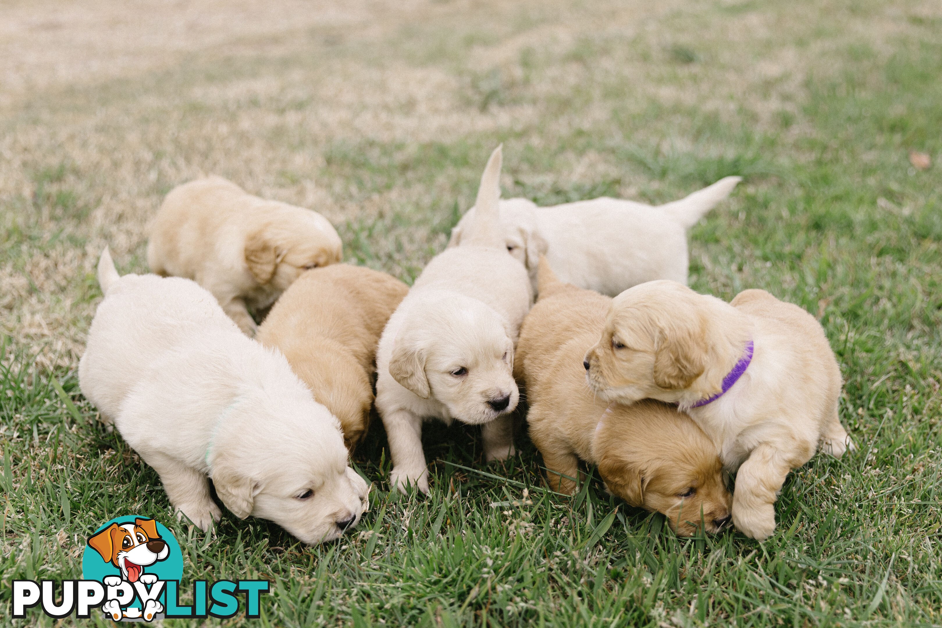 Golden Retriever Puppies with Pedigree Papers