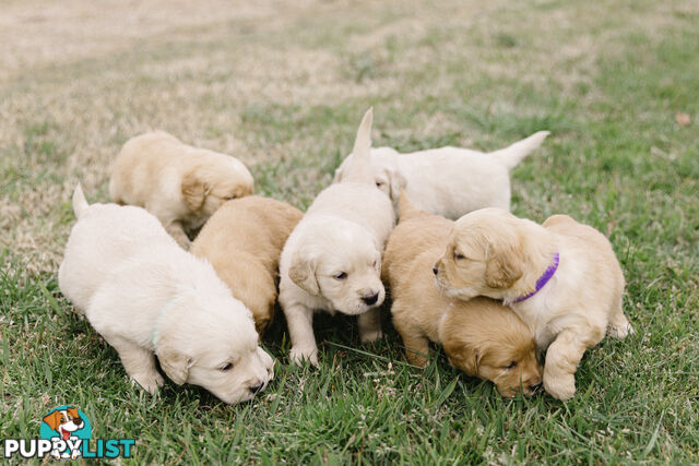 Golden Retriever Puppies with Pedigree Papers