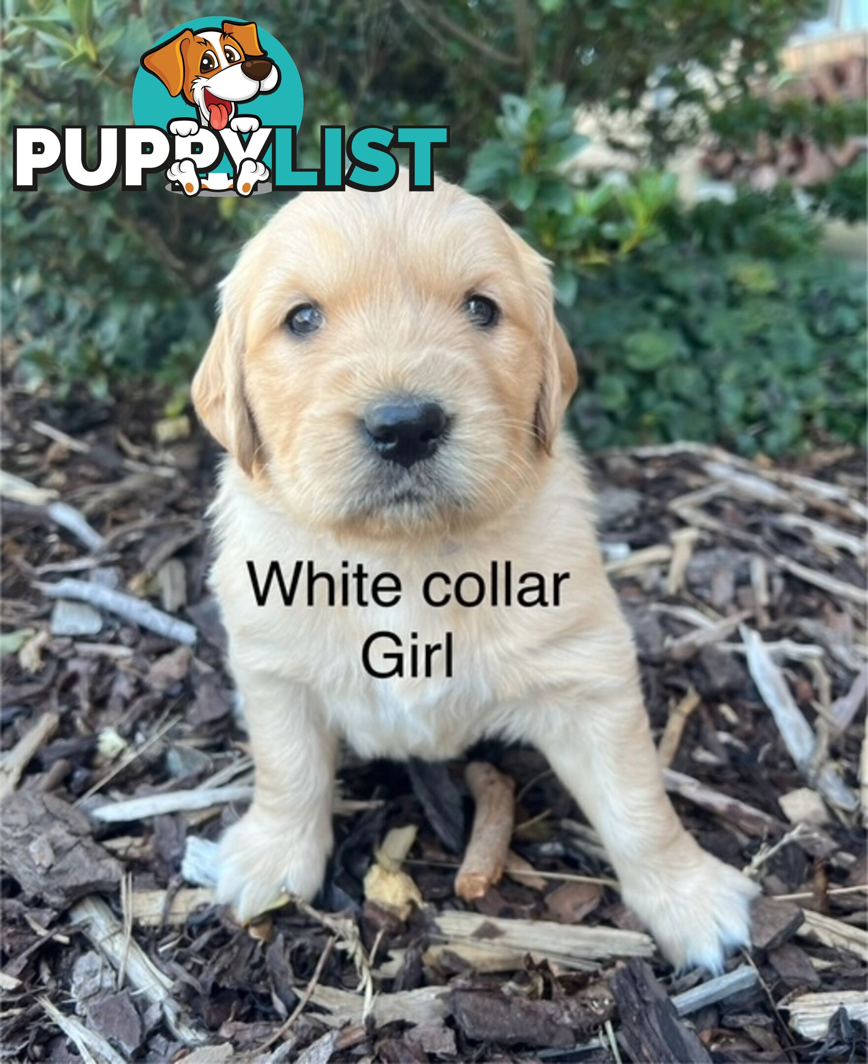 Golden Retriever Puppies with Pedigree Papers