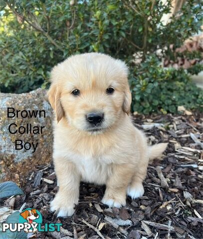 Golden Retriever Puppies with Pedigree Papers