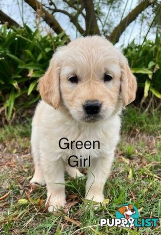 Golden Retriever Puppies with Pedigree Papers