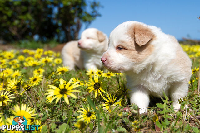 Purebred Border Collie Puppies with Pedigree Papers