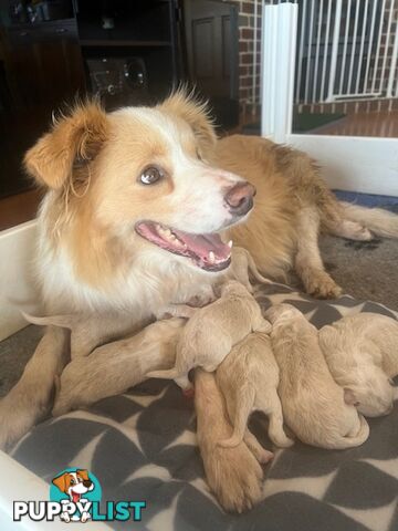 Purebred Border Collie Puppies with Pedigree Papers