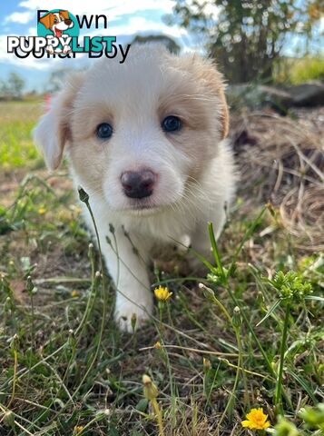 Purebred Border Collie Puppies with Pedigree Papers