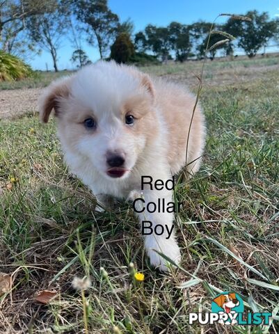 Purebred Border Collie Puppies with Pedigree Papers