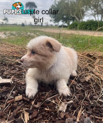 Purebred Border Collie Puppies with Pedigree Papers