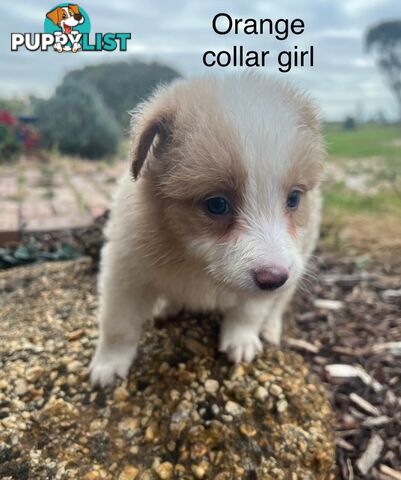 Purebred Border Collie Puppies with Pedigree Papers