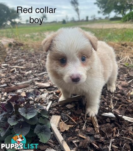 Purebred Border Collie Puppies with Pedigree Papers