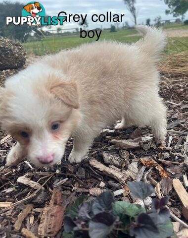 Purebred Border Collie Puppies with Pedigree Papers