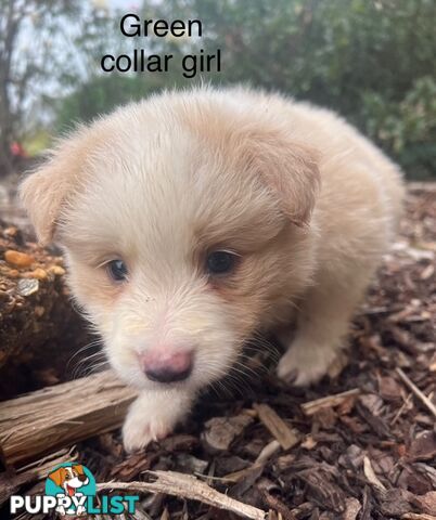 Purebred Border Collie Puppies with Pedigree Papers