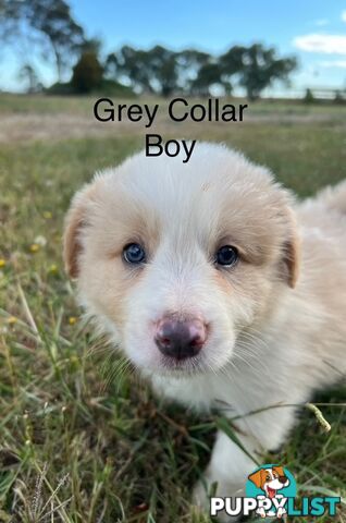 Purebred Border Collie Puppies with Pedigree Papers