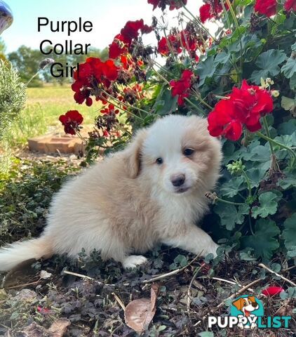 Purebred Border Collie Puppies with Pedigree Papers