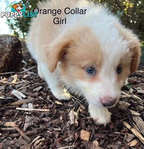 Purebred Border Collie Puppies with Pedigree Papers