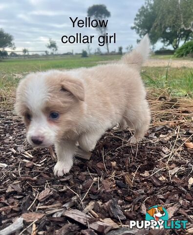 Purebred Border Collie Puppies with Pedigree Papers