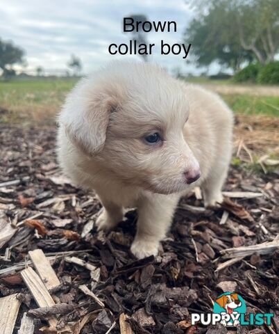 Purebred Border Collie Puppies with Pedigree Papers