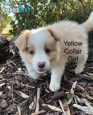 Purebred Border Collie Puppies with Pedigree Papers