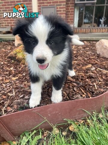 Beautiful Pure Bred Border Collie Puppies with Pedigree Papers