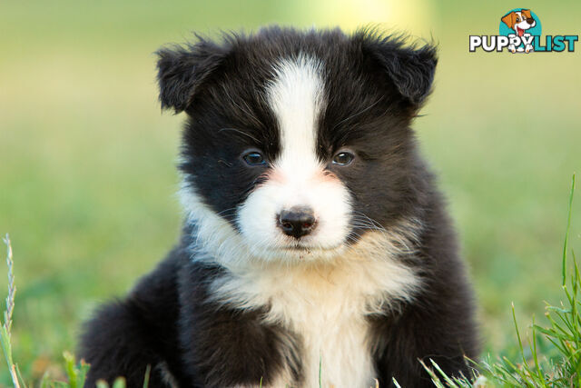 Beautiful Pure Bred Border Collie Puppies with Pedigree Papers