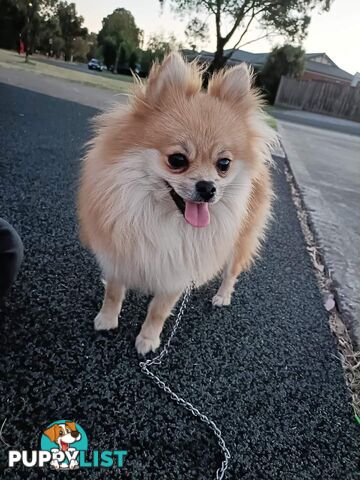 Very Tiny Cute Pure Bred Pomeranian Pups boys and girl.