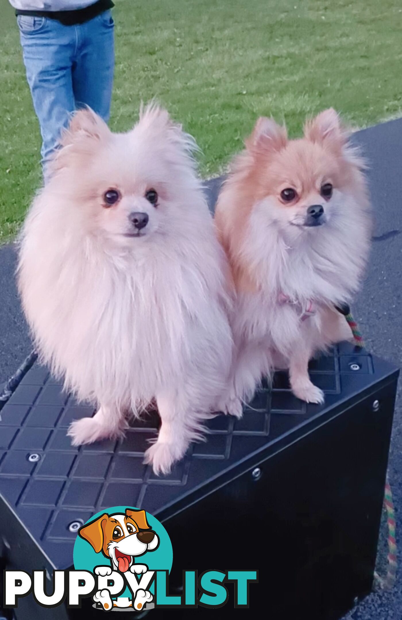 Very Tiny Cute Pure Bred Pomeranian Pups boys and girl.