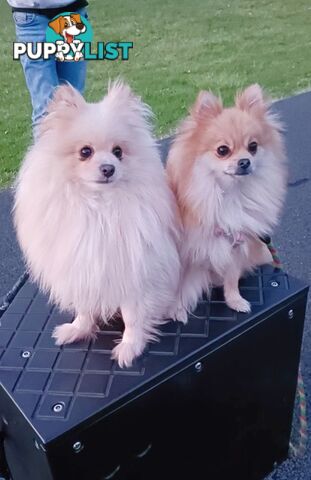 Very Tiny Cute Pure Bred Pomeranian Pups boys and girl.