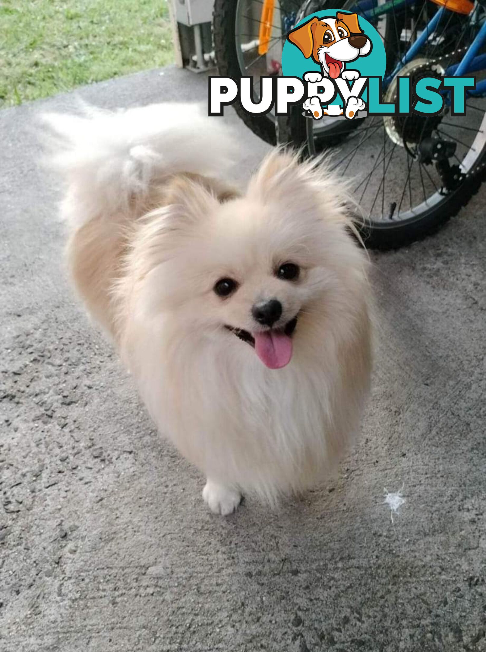 Very Tiny Cute Pure Bred Pomeranian Pups boys and girl.