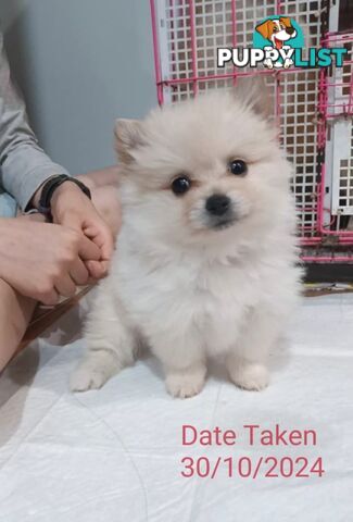 A Very Tiny Cute Pure Bred Pomeranian Pups boy.