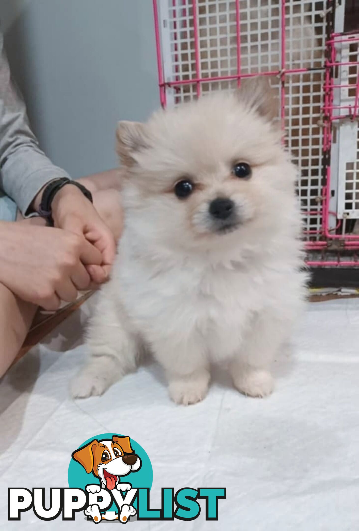 Very Tiny Cute Pure Bred Pomeranian Pups boys and girl.