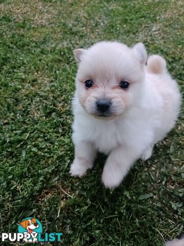 Very Tiny Cute Pure Bred Pomeranian Pups boys.