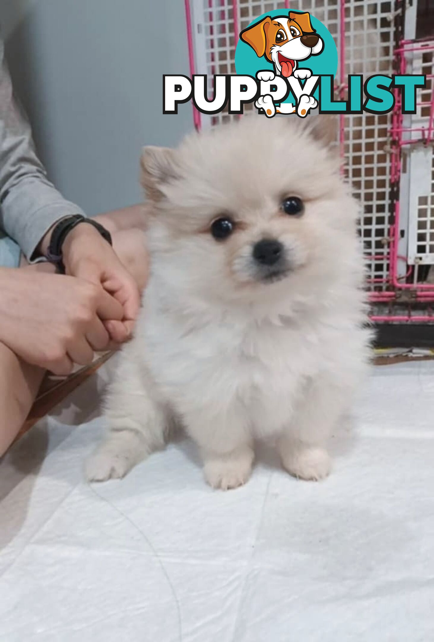 Very Tiny Cute Pure Bred Pomeranian Pups boys and girl.