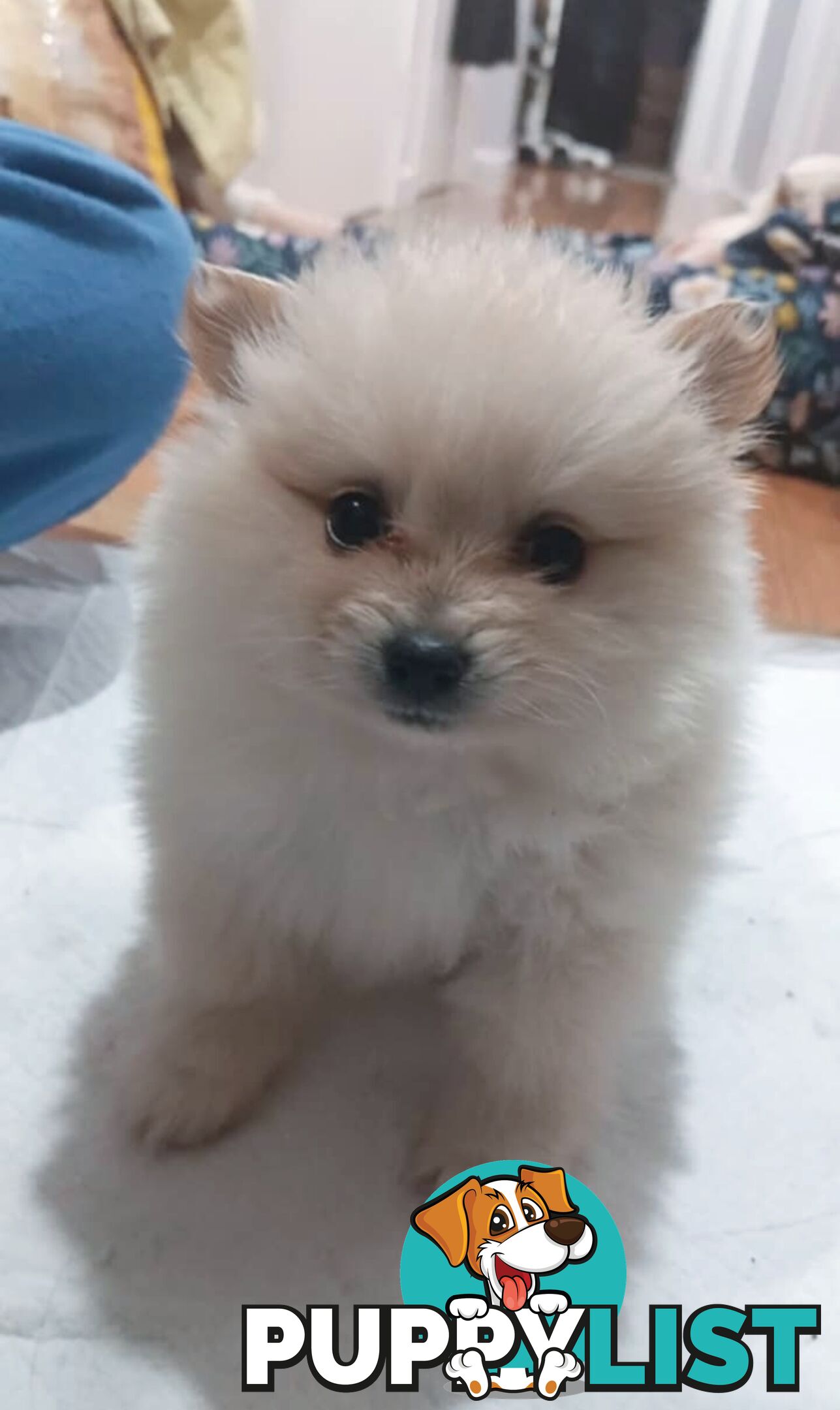 Very Tiny Cute Pure Bred Pomeranian Pups boys and girl.