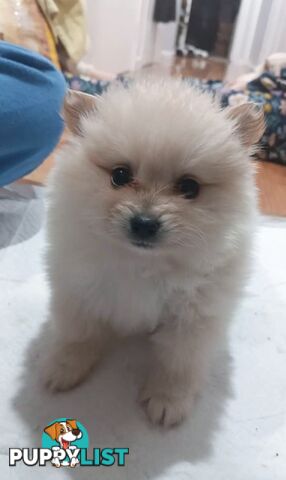 Very Tiny Cute Pure Bred Pomeranian Pups boys and girl.