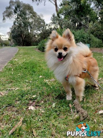 Very Tiny Cute Pure Bred Pomeranian Pups boys and girl.