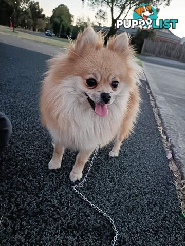 Very Tiny Cute Pure Bred Pomeranian Pups boys and girl.