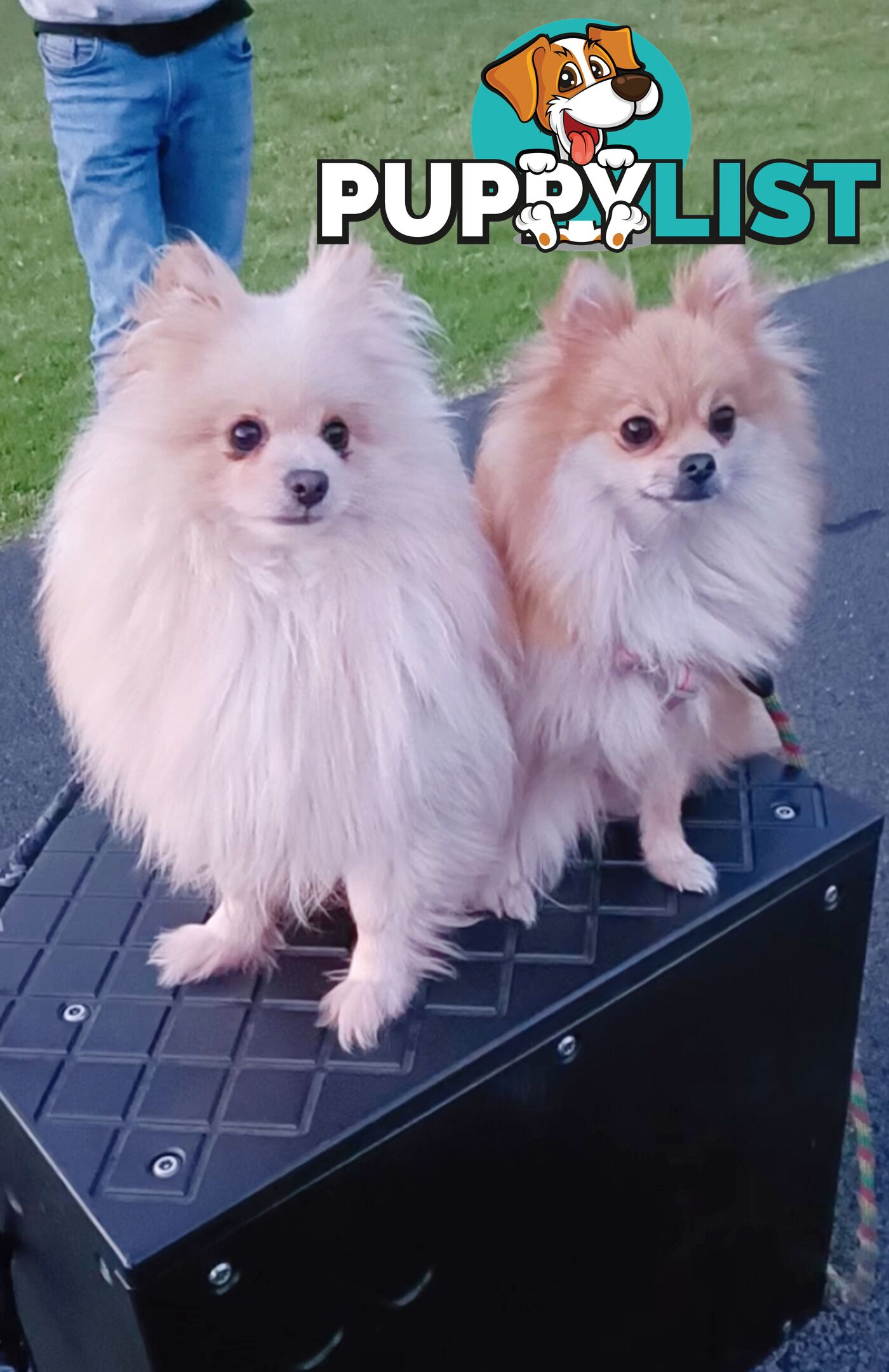 Very Tiny Cute Pure Bred Pomeranian Pups boys and girl.