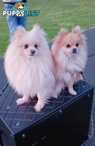 Very Tiny Cute Pure Bred Pomeranian Pups boys and girl.