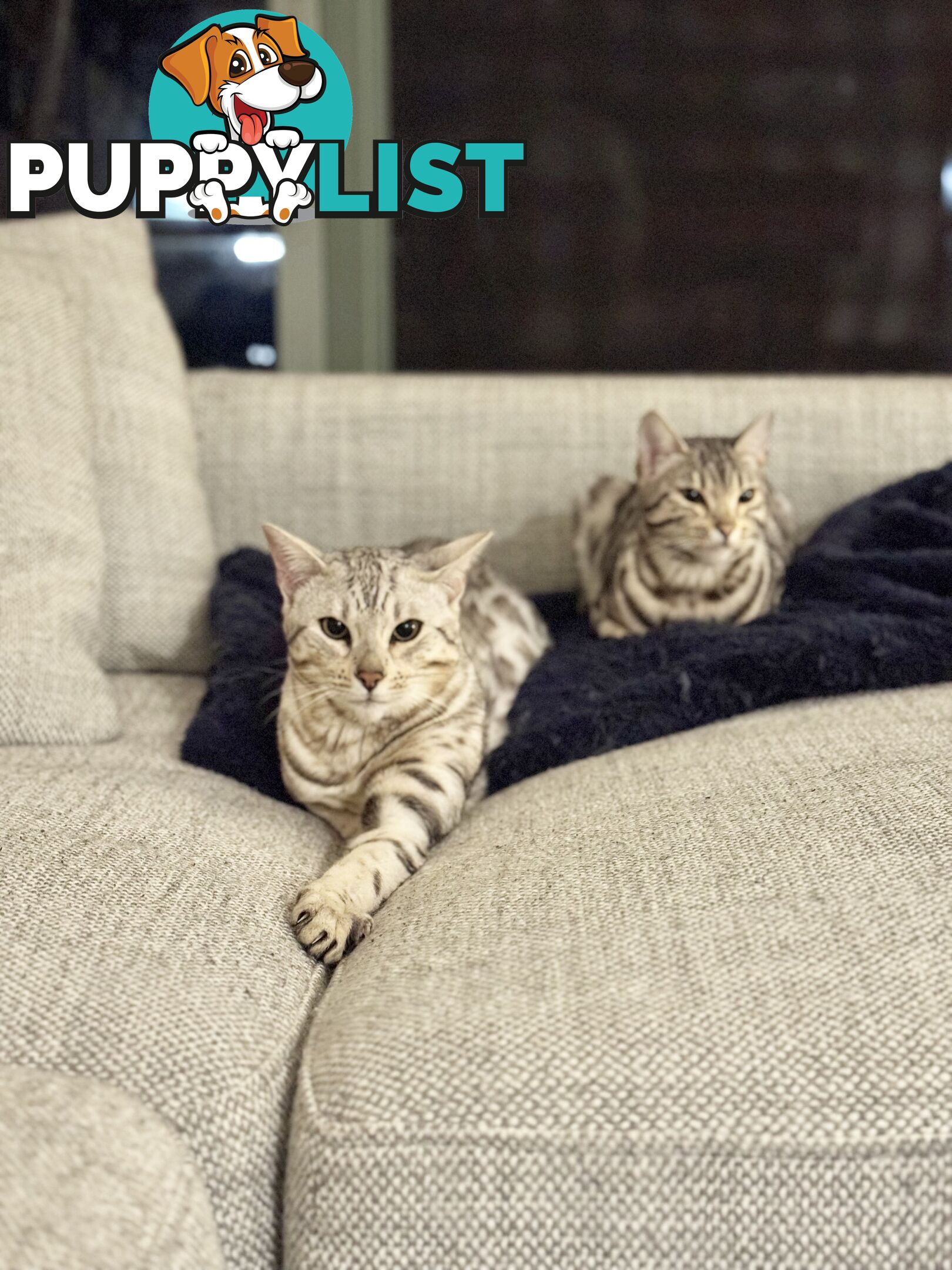 Male and Female Bengal DUO - Unique Silver - 8 Months Old