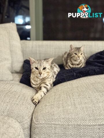 Male and Female Bengal DUO - Unique Silver - 8 Months Old