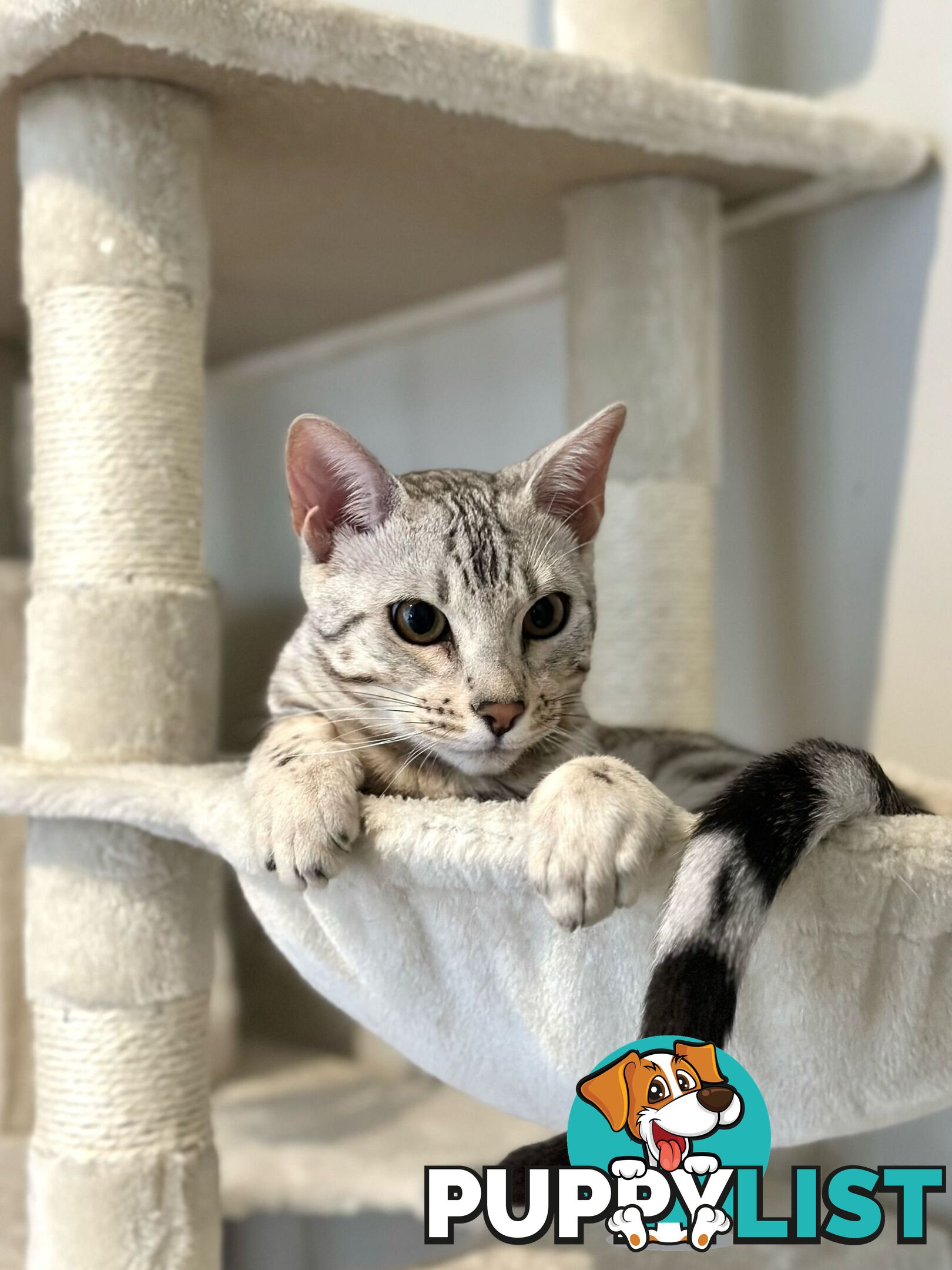 Male and Female Bengal DUO - Unique Silver - 8 Months Old