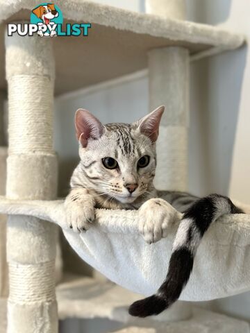 Male and Female Bengal DUO - Unique Silver - 8 Months Old