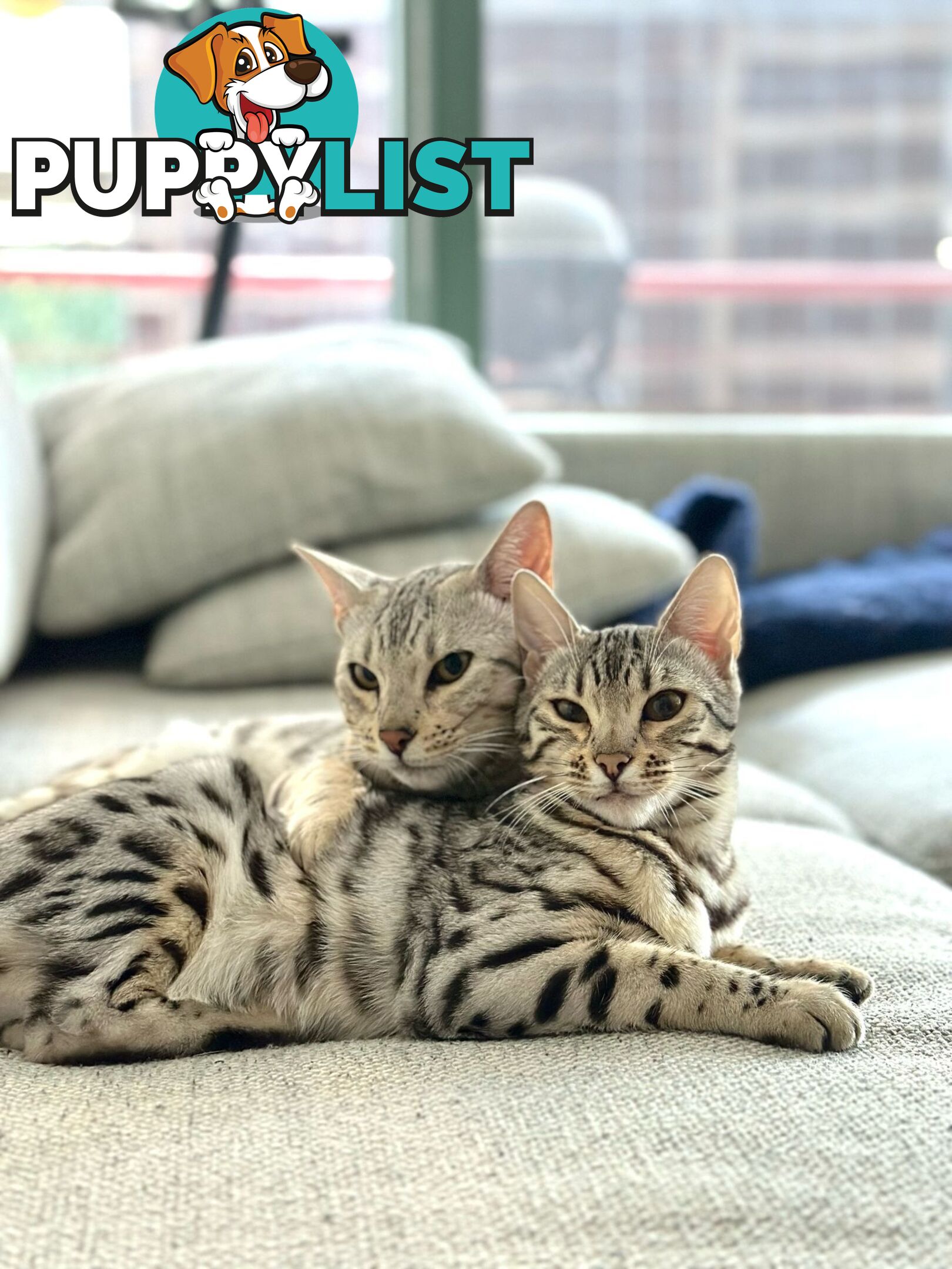 Male and Female Bengal DUO - Unique Silver - 8 Months Old
