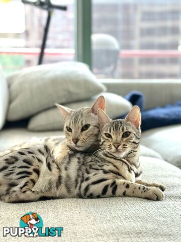 Male and Female Bengal DUO - Unique Silver - 8 Months Old