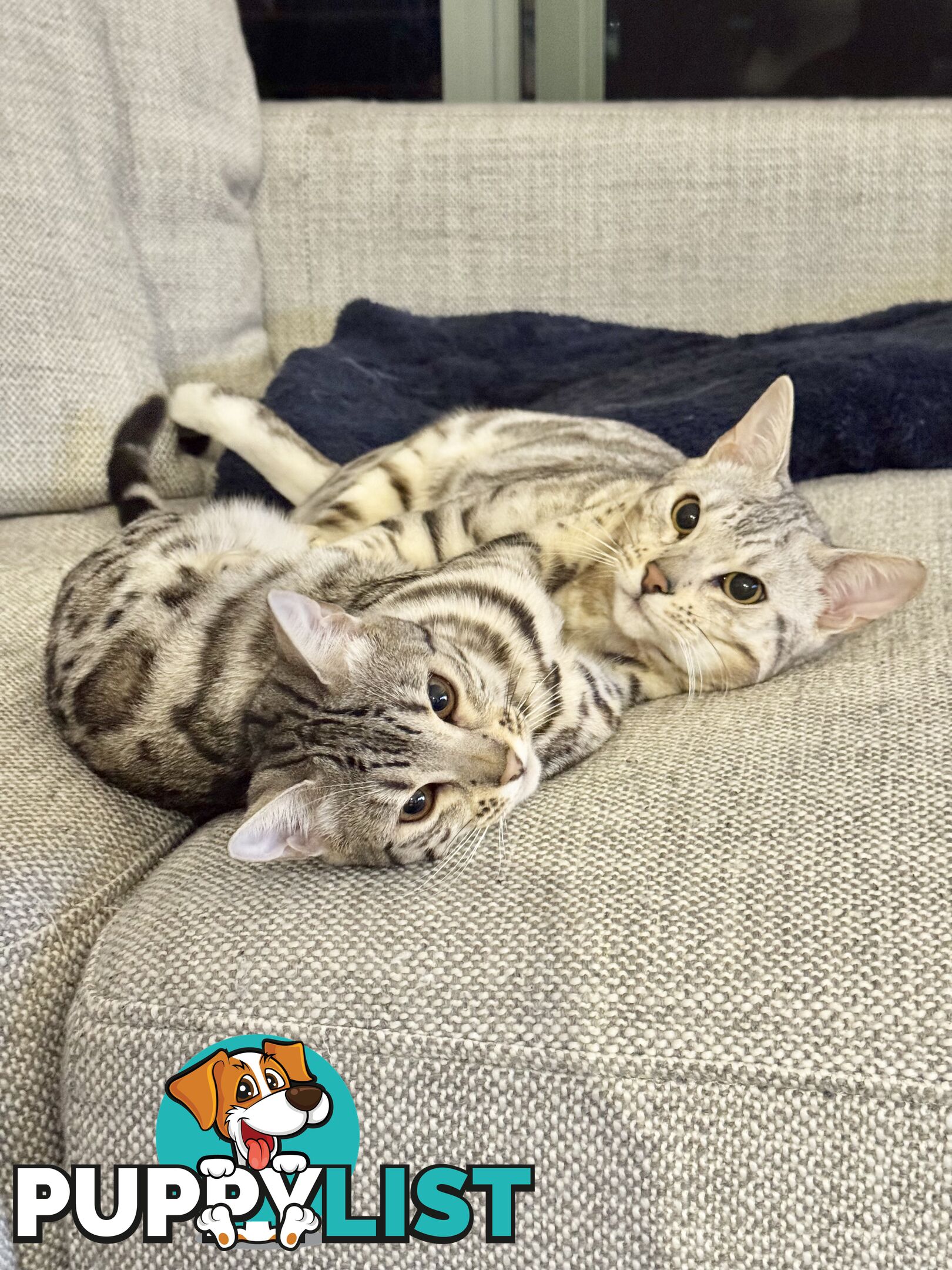 Male and Female Bengal DUO - Unique Silver - 8 Months Old