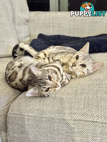 Male and Female Bengal DUO - Unique Silver - 8 Months Old