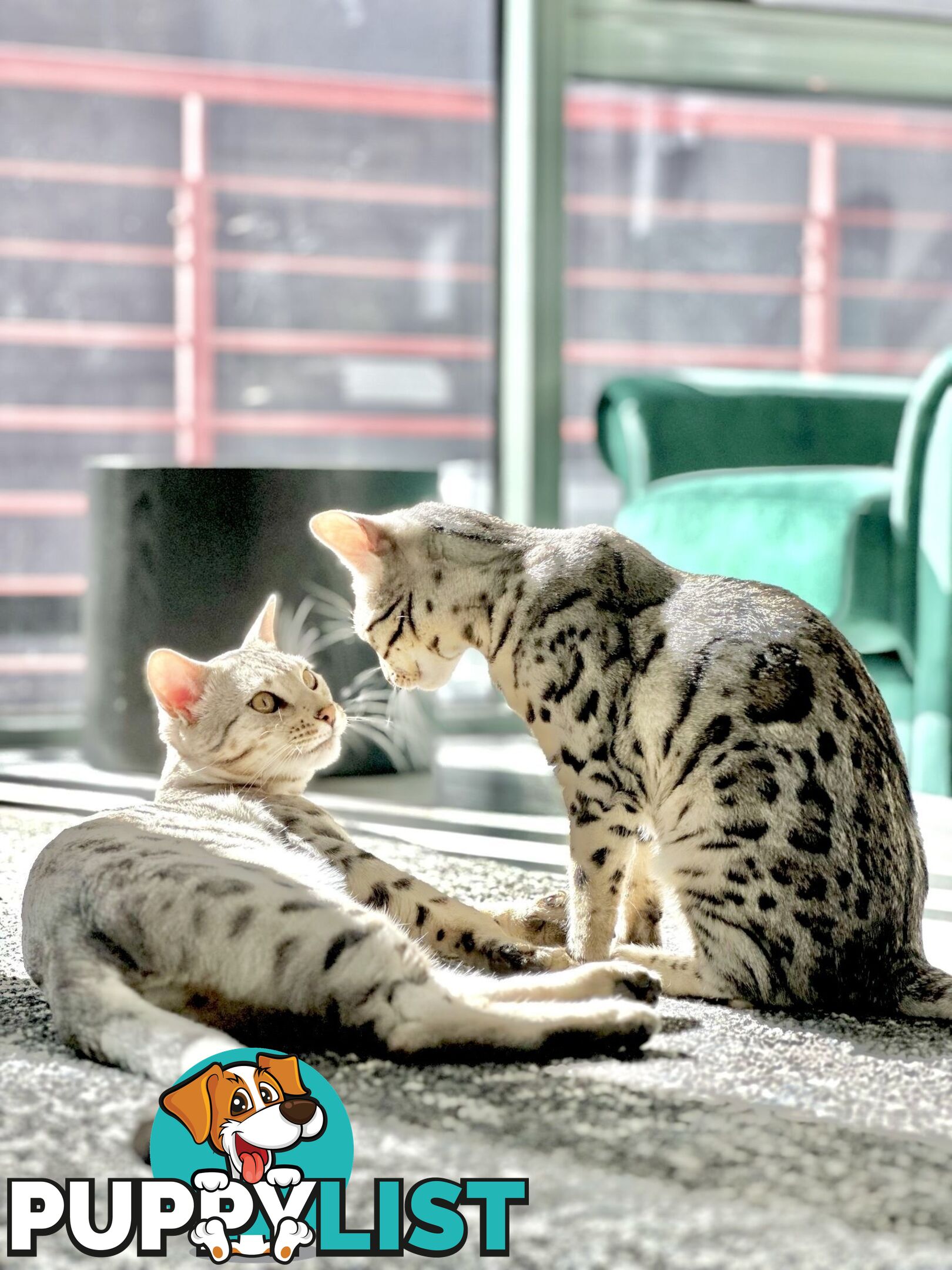 Male and Female Bengal DUO - Unique Silver - 8 Months Old