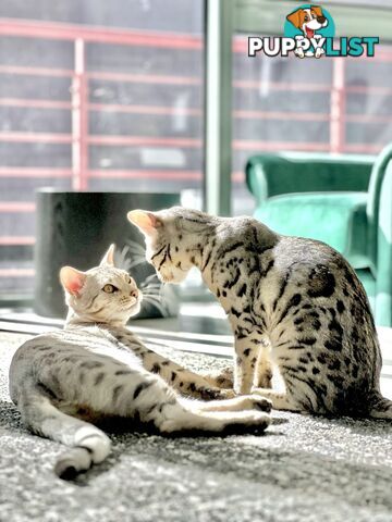 Male and Female Bengal DUO - Unique Silver - 8 Months Old